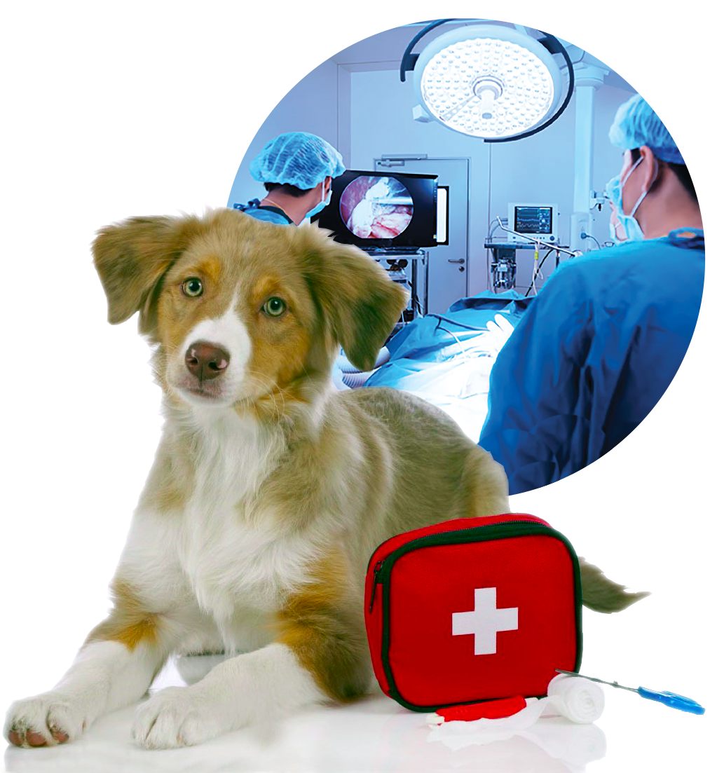 Clinica veterinaria San Francesco