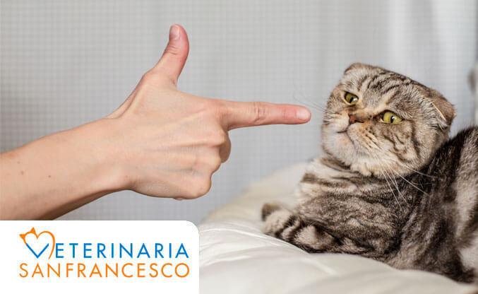 punizione_gatto_veterinaria_san_francesco.jpg