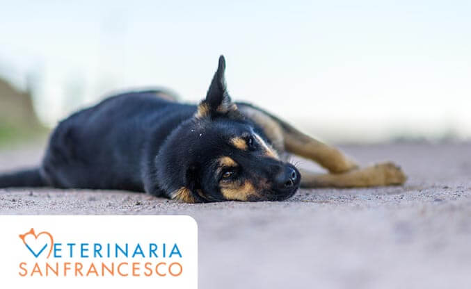 emangiosarcoma_esterno.jpg