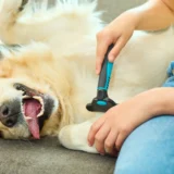 Cane a pelo lungo spazzolato all'ombra durante una giornata calda