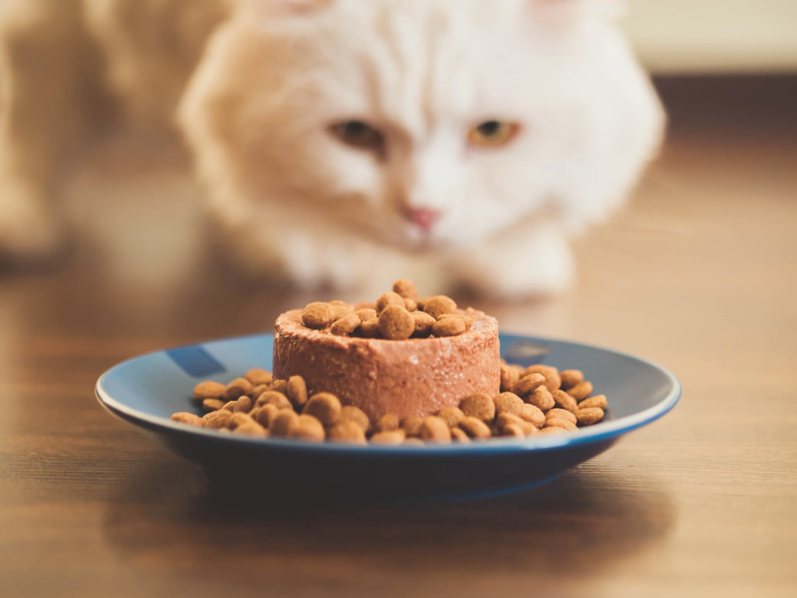 Gatto adulto che mangia alimento umido da una ciotola accanto a una piccola porzione di crocchette