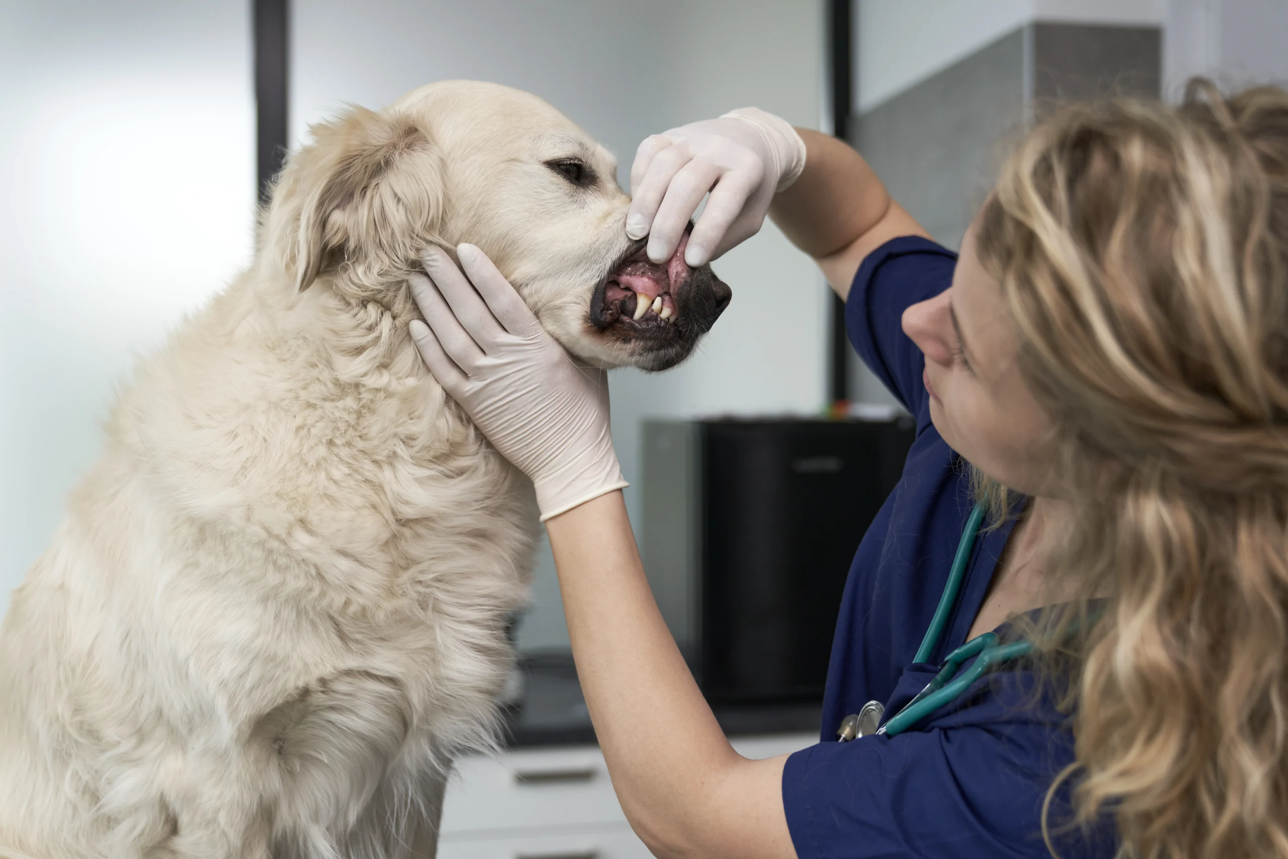 close-up-of-examining-dog-s-dental-health-at-vet-s-2026-01-06-10-07-48-utc