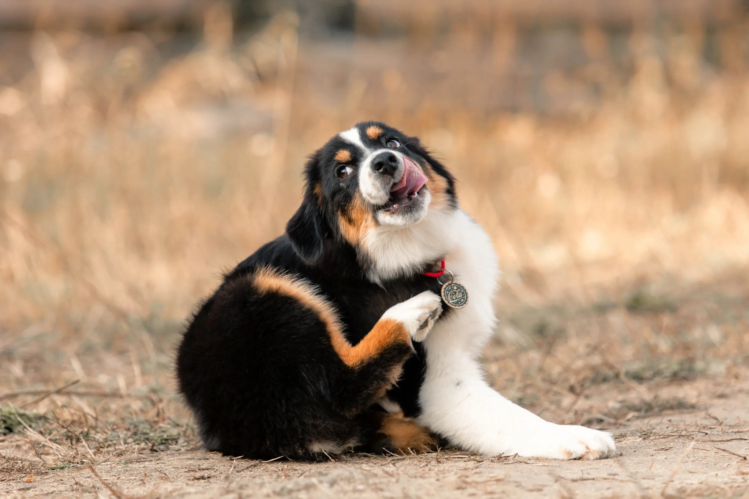 Veterinario controlla il mantello di un cane con un pettine a denti fitti per cercare pulci e granelli scuri.