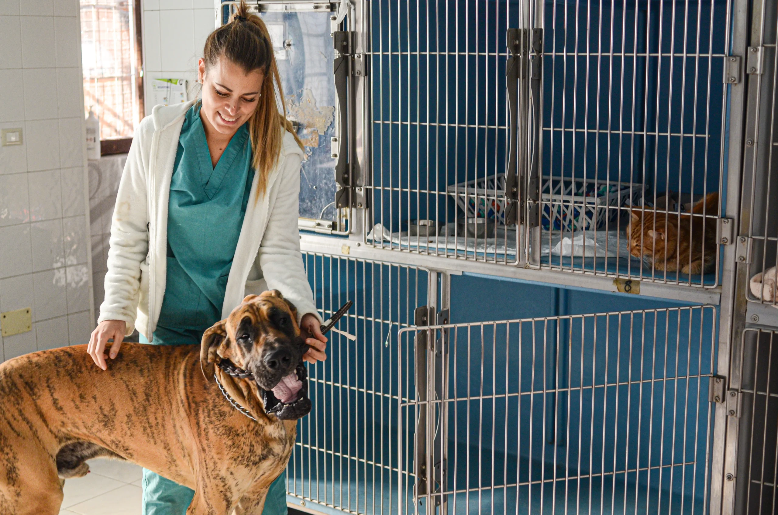 dog-with-a-caucasian-female-together-in-a-hospital-2026-03-17-21-44-03-utc