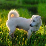 Controllo delle zampe di un cane dopo una passeggiata nell’erba alta per cercare eventuali forasacchi
