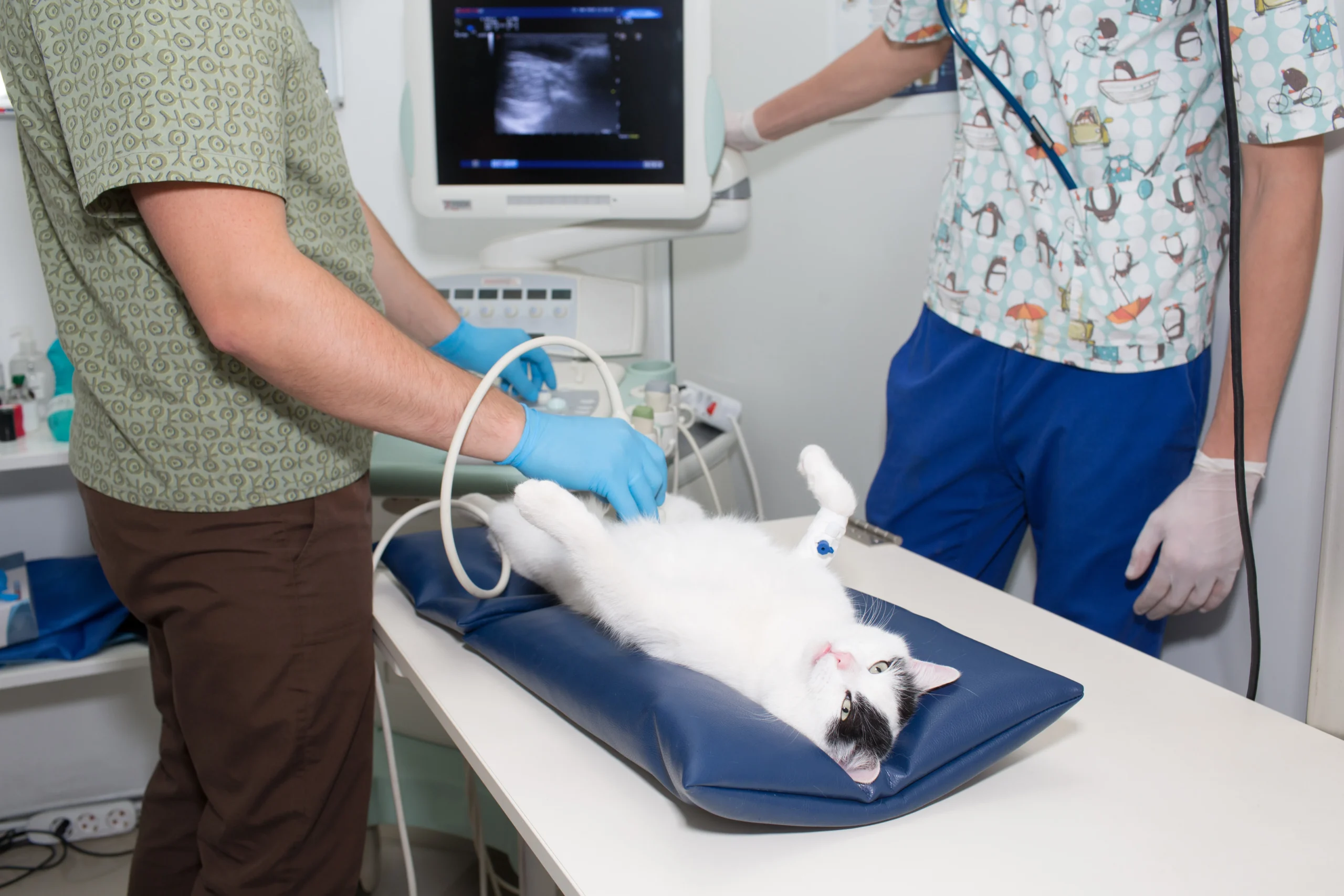 ultrasound-diagnosis-of-a-cat-in-a-clinic-2026-03-24-03-23-27-utc