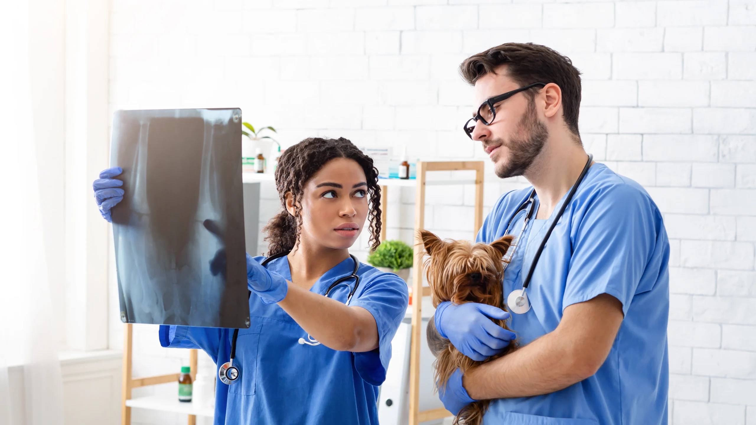 vet-doc-with-assistant-studying-xray-at-animal-hos-2026-03-24-03-16-27-utc