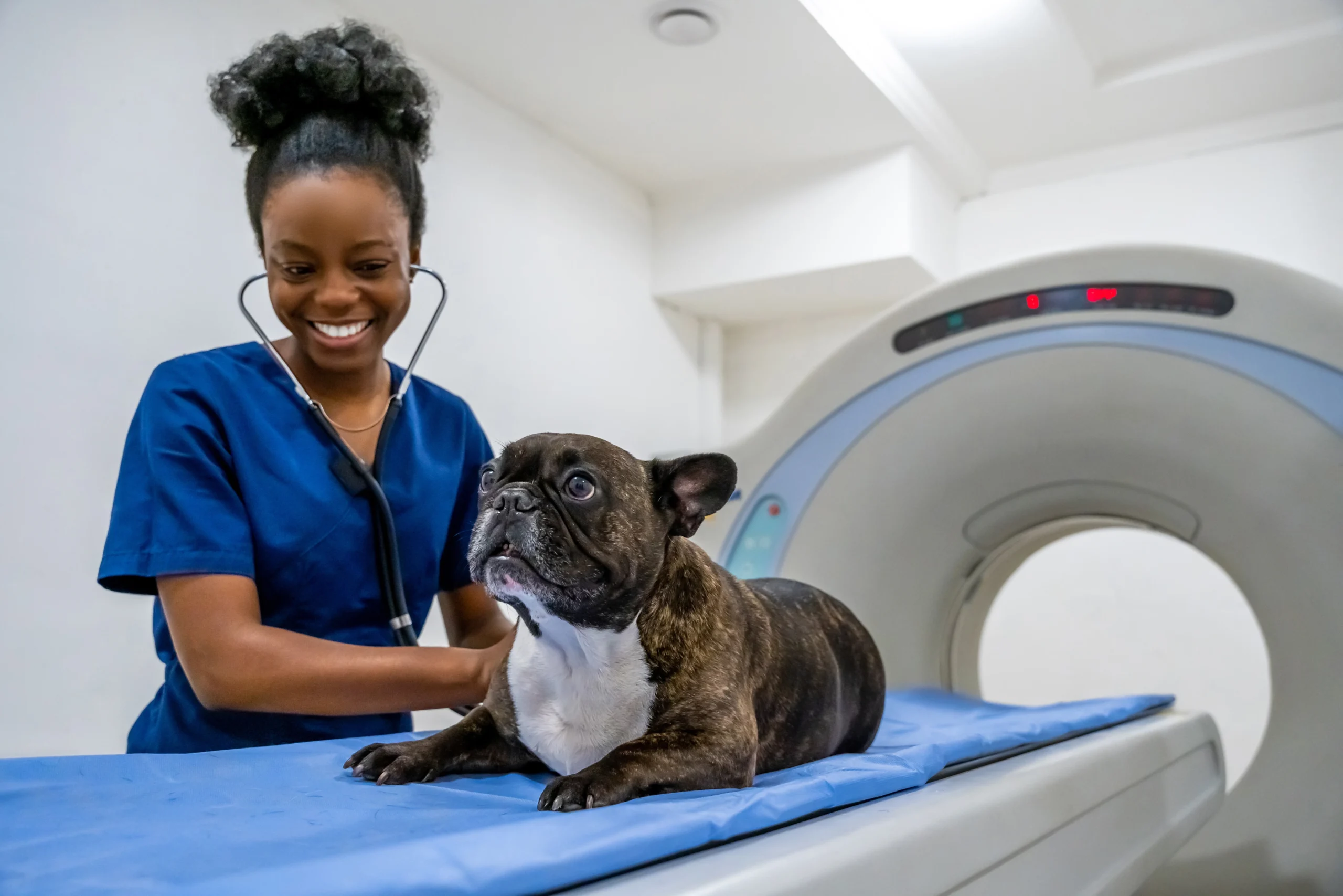 veterinarian-examines-brindle-french-bulldog-in-ra-2026-03-27-00-38-43-utc