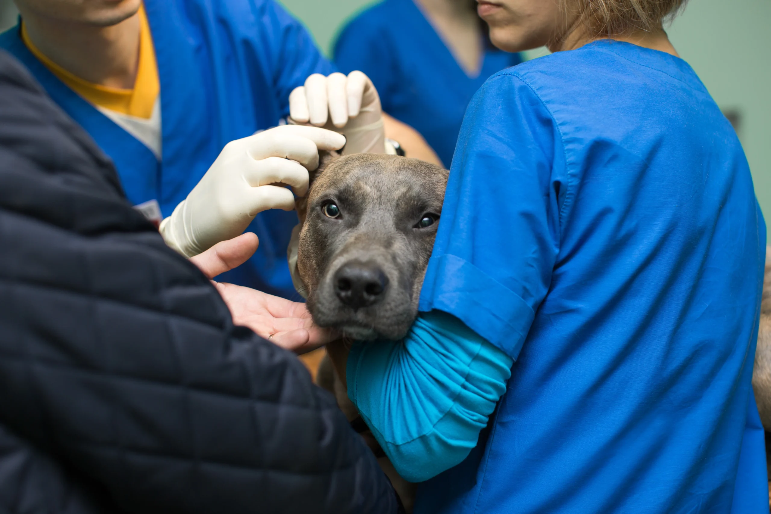 veterinarians-examine-a-dog-in-a-clinical-setting-2026-03-17-07-00-40-utc