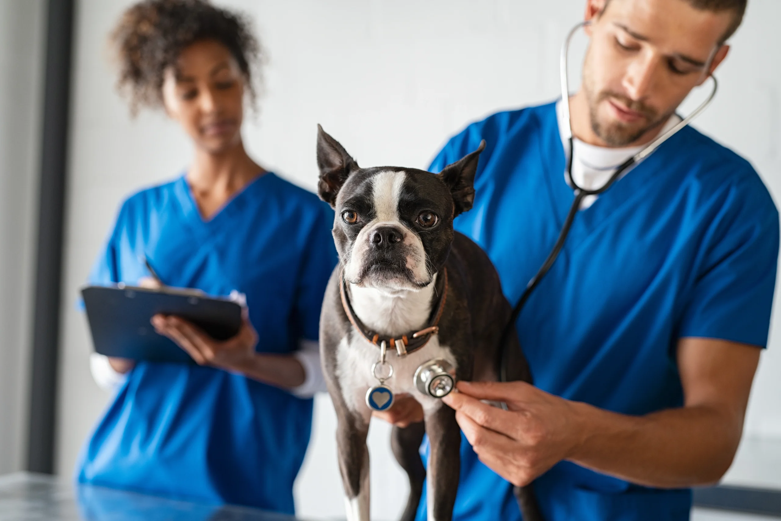 veterinarians-examine-adorable-dog-with-stethoscop-2026-01-07-05-50-50-utc