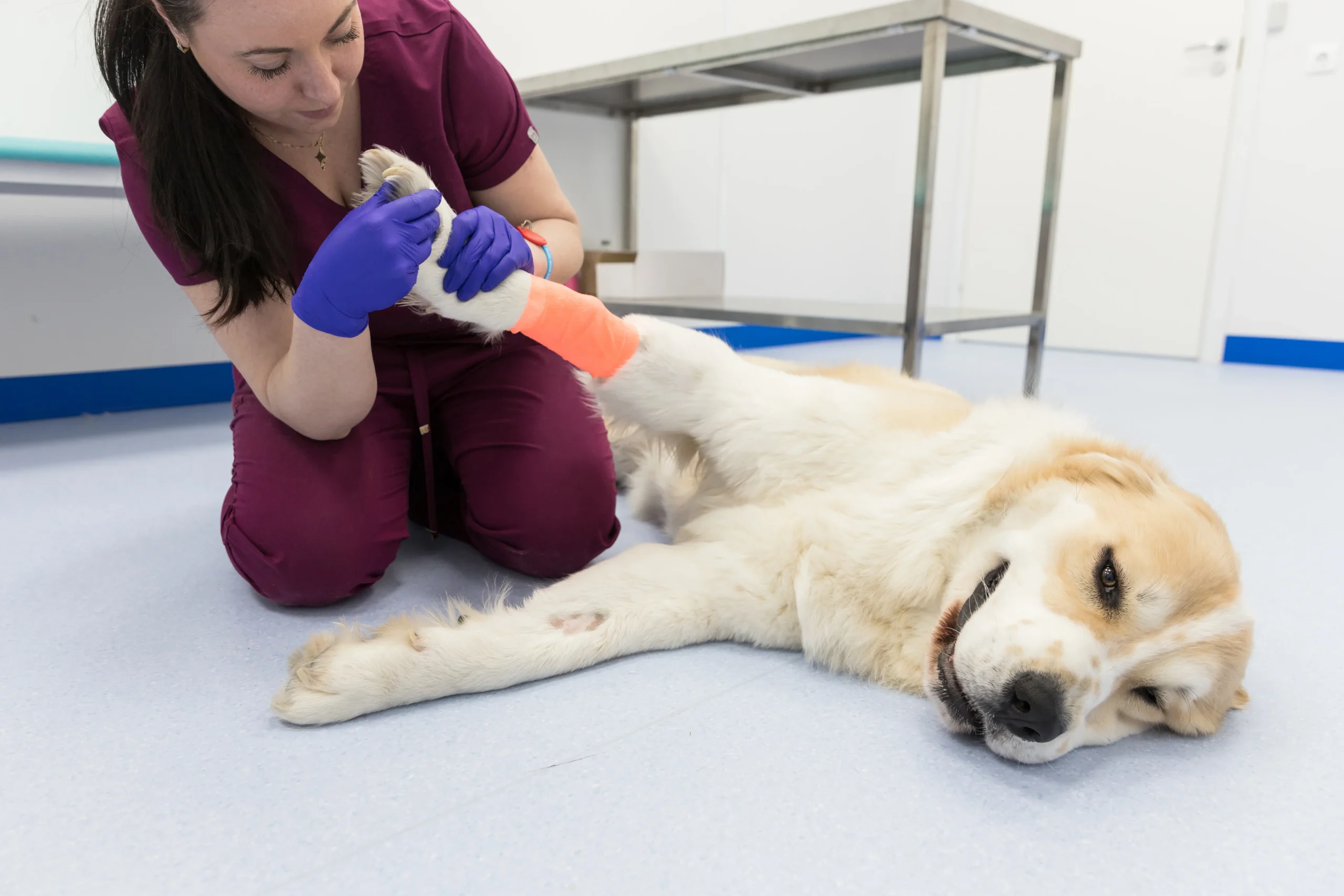 woman-veterinarian-examining-of-dog-injured-or-hur-2026-03-19-10-43-04-utc