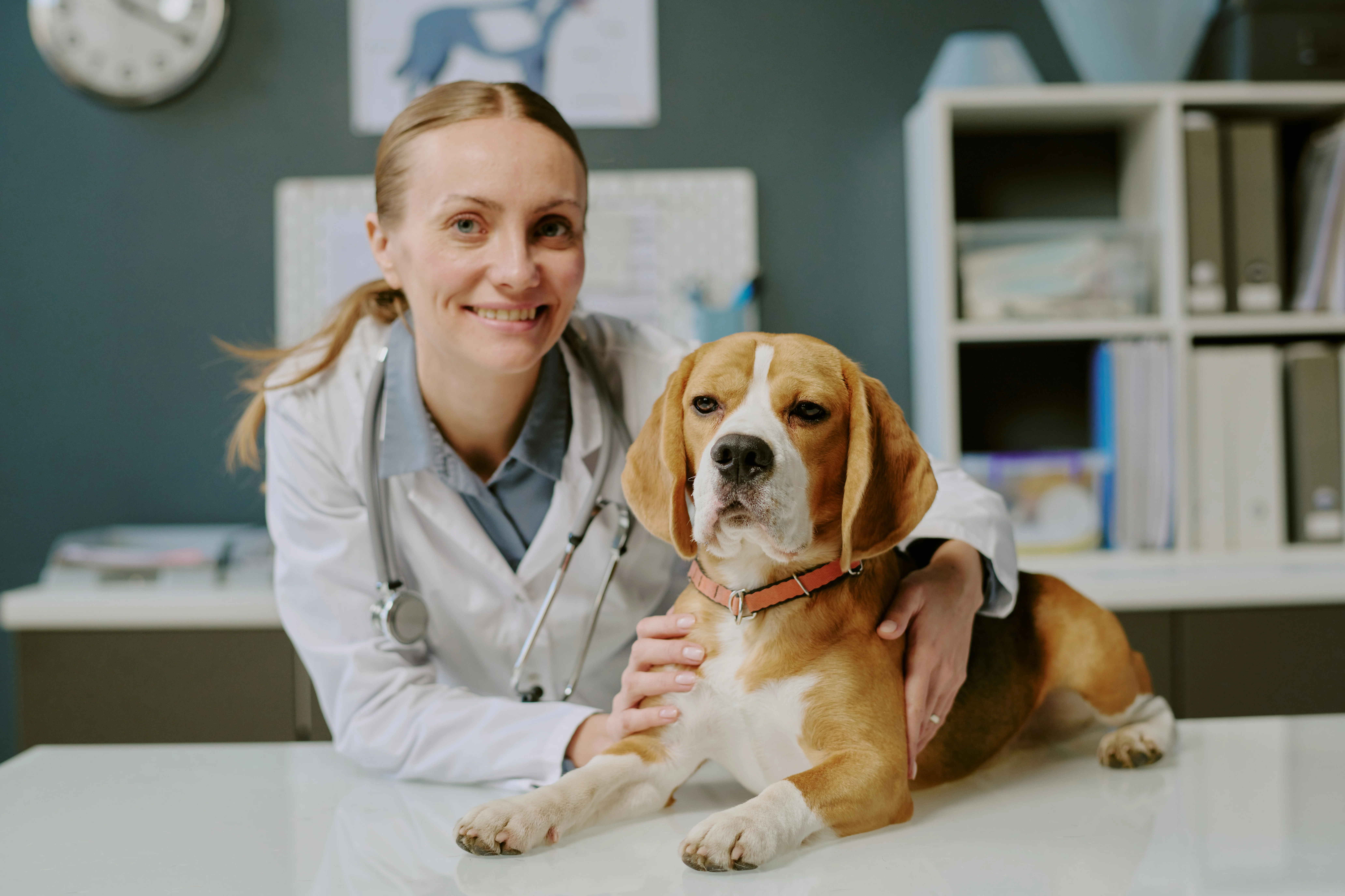 smiling-veterinarian-examining-a-dog-in-clinic-set-2026-01-08-00-05-30-utc